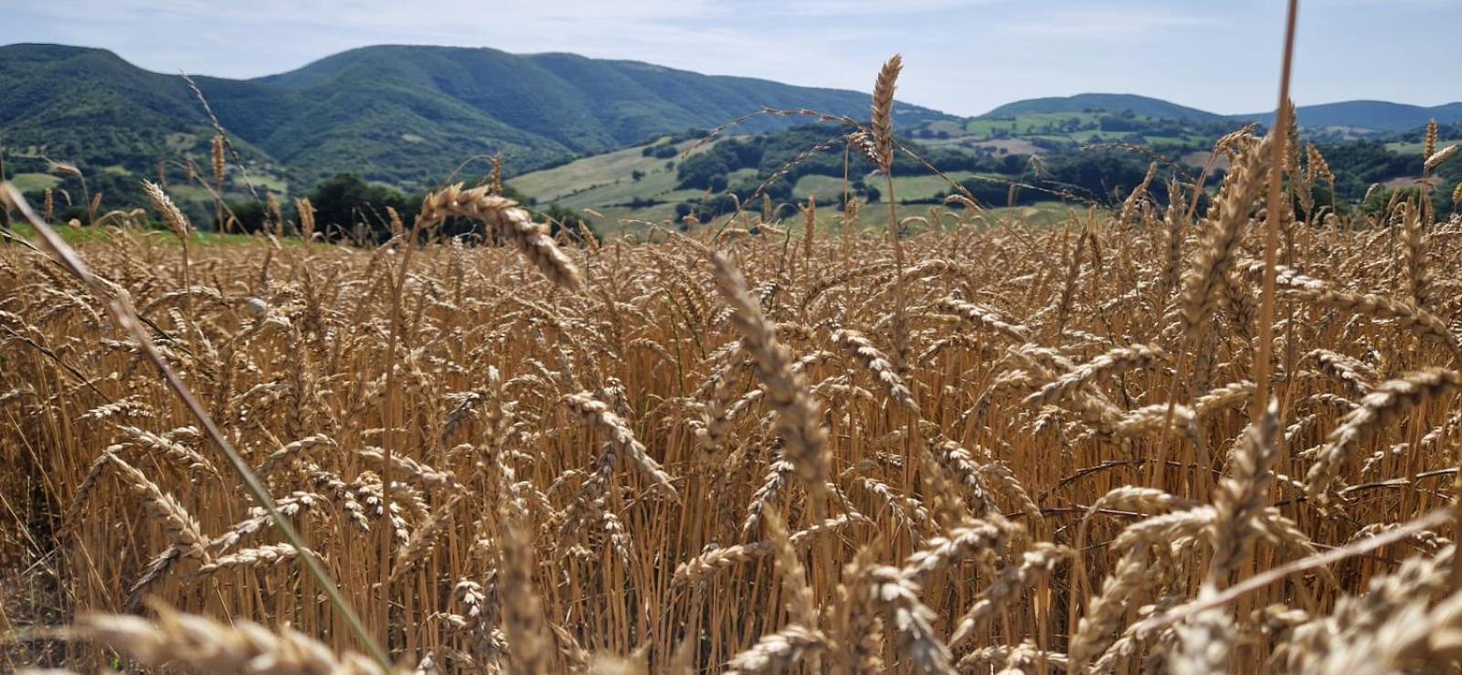 Agriturismo La Corte Sul Lago Alojamento de Turismo Rural